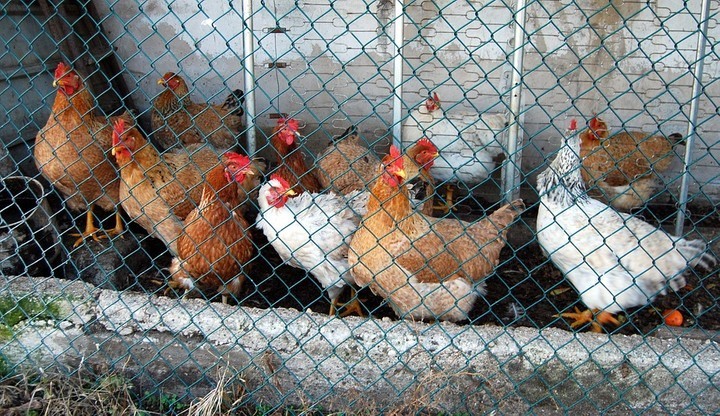 Rosja rozszerza restrykcje na import z Polski