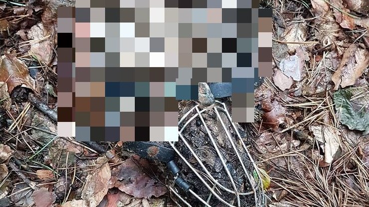 Szczątki psa w lesie. Znaleziono tylko głowę z nałożonym kagańcem