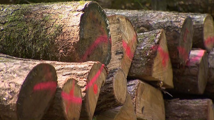 "Chodzi wyłącznie o ochronę zagrożonych siedlisk i gatunków". Resort środowiska odpowiada Komisji Europejskiej ws. Puszczy