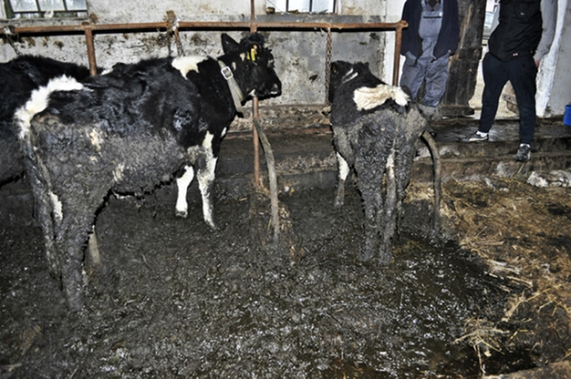 Krowy tonęły we własnych odchodach. Interweniowało Towarzystwo Ochrony Zwierząt