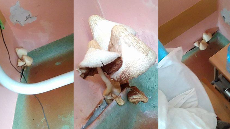 Grzyby na ścianie w szpitalu. Dyrektor placówki: wstydzę się tego