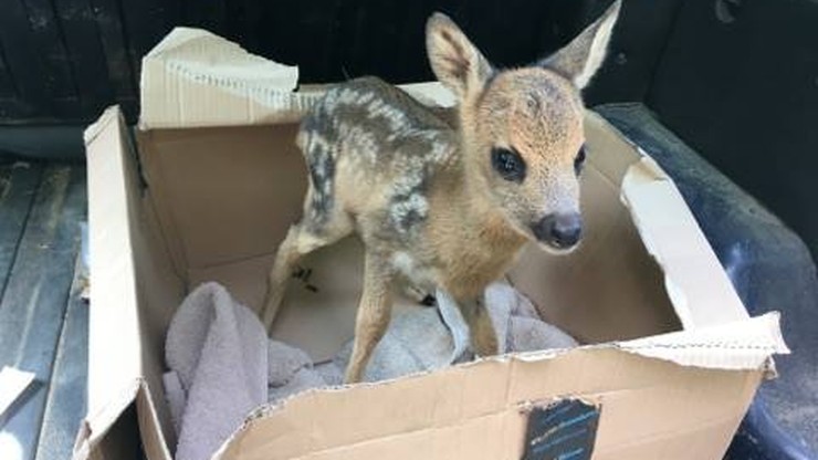 10-dniowa sarenka przyniesiona do zoo. "Będzie żyć w niewoli, a nie musiało tak być"