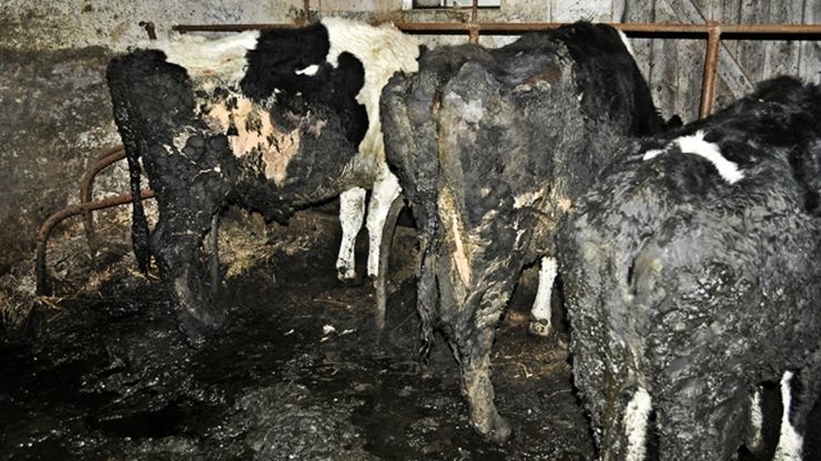 Krowy tonęły we własnych odchodach. Interweniowało Towarzystwo Ochrony Zwierząt