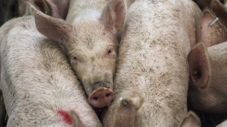Trzy kolejne ogniska afrykańskiego pomoru świń w Lubelskiem
