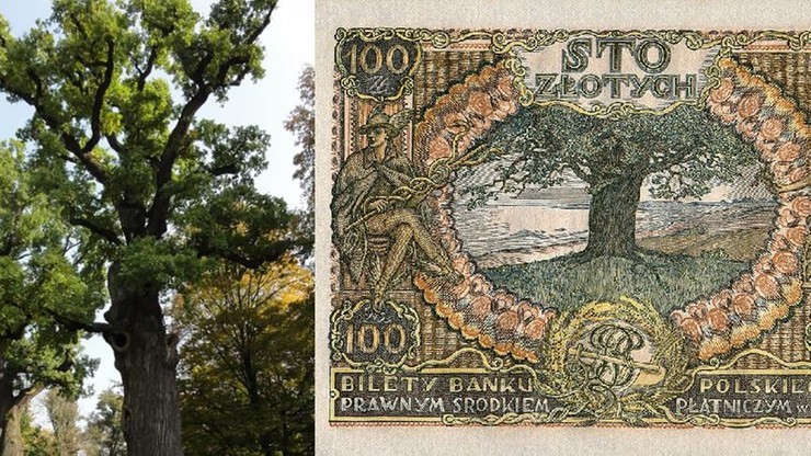 Znamy Drzewo Roku. To dąb "Józef" z przedwojennego banknotu