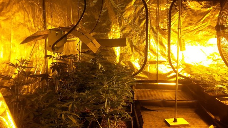 Zlikwidowano plantację marihuany w powiecie wadowickim