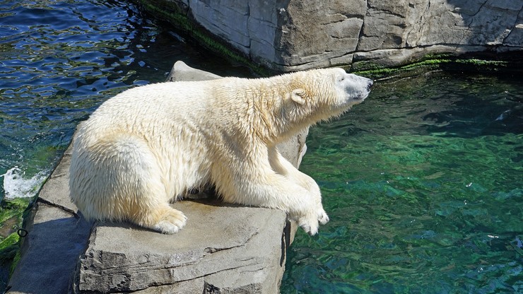 "Polaricum". Śląskie zoo chce zbudować obiekt poświęcony zwierzętom polarnym