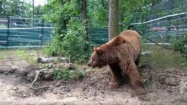 Baloo na pierwszym spacerze. "Brak pazurów utrudnia poruszanie się"