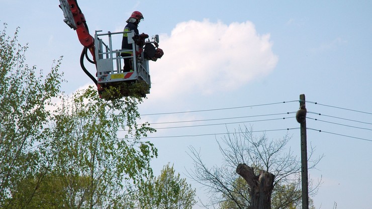 Szop na słupie, strażacy w pracy