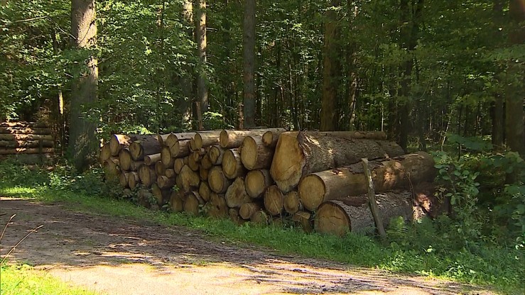 Polska chciała dowodów, że łamie prawo w Puszczy Białowieskiej. I chyba je dostała