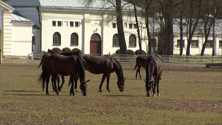 Minister rolnictwa: zarząd stadniny w Janowie do wymiany