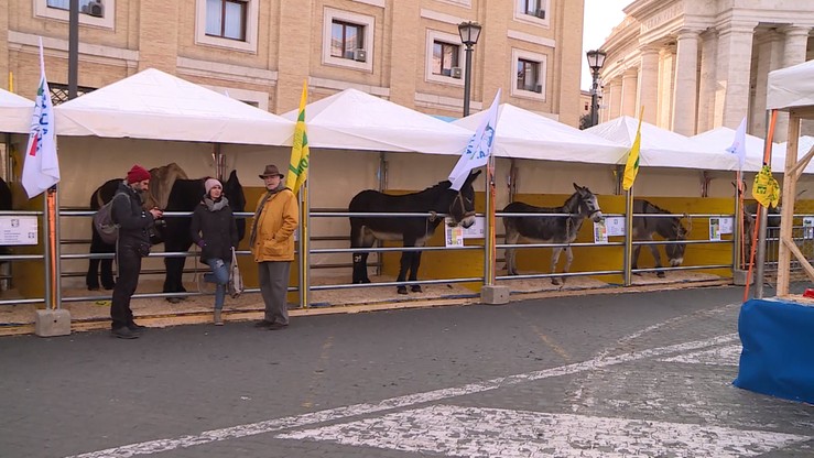 Watykan: zwierzęta hodowlane wypełniły okolice placu Św. Piotra