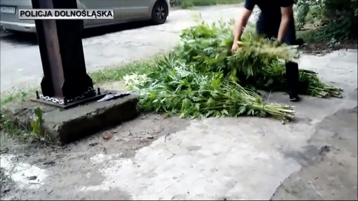 Nielegalna plantacja konopi indyjskich. Hodował marihuanę w halach produkcyjnych