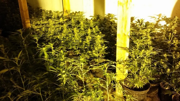 Zlikwidowano dużą plantację konopi indyjskich
