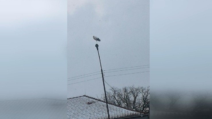 Bocian w Wąsoszu na Dolnym Śląsku. Było zimno, a on stał na latarni