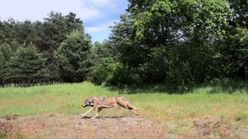 10-07-2017 11:44 Miał uszkodzoną miednicę i wątrobę. Wilk Kampinos wrócił do watahy