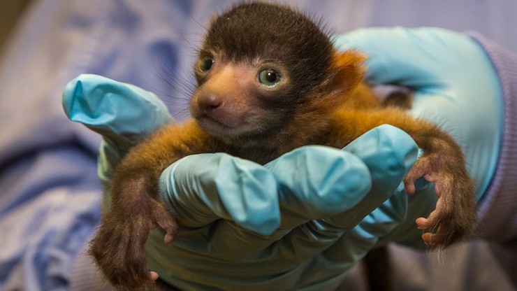 Wiecie jakie zwierzątko przyszło na świat w zoo w San Diego?