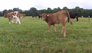 14-09-2017 22:51 Mięso z laboratorium. Niebawem będziemy jedli hamburgery, które nie pochodzą z krowy