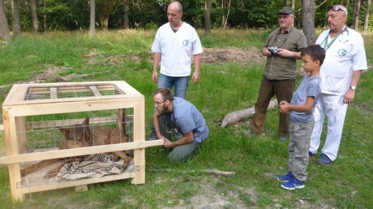Wilk ze studni w Arłamowie na wolności