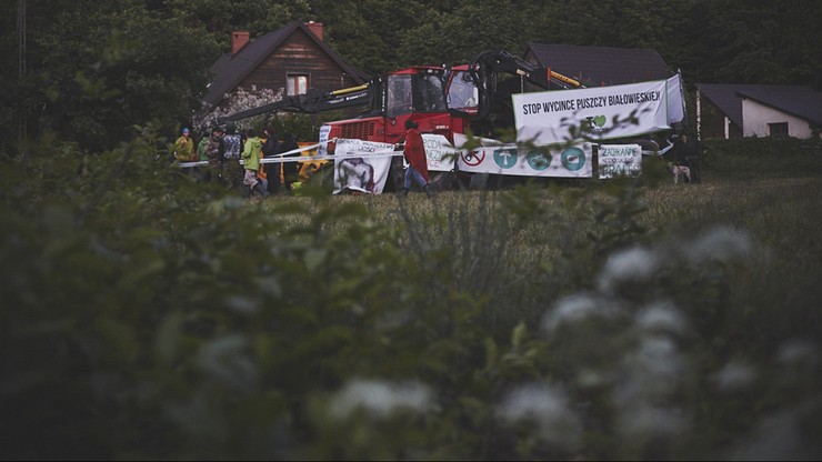 Czwarta blokada wycinki w Puszczy Białowieskiej. Aktywiści są w Postołowie