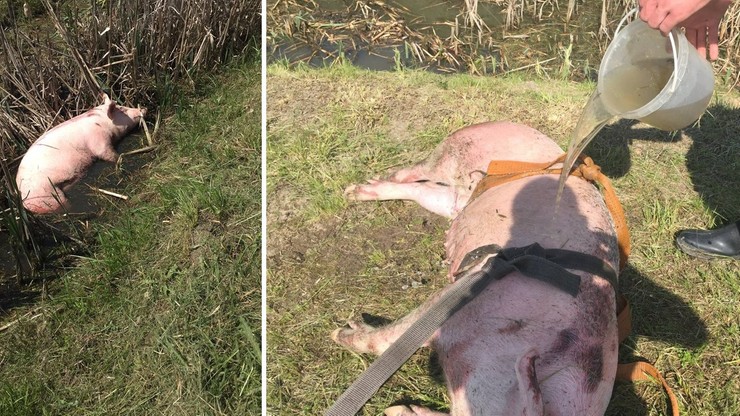 Świnka wypadła z TIR-a na autostradzie koło Włocławka. Jechała na rzeź