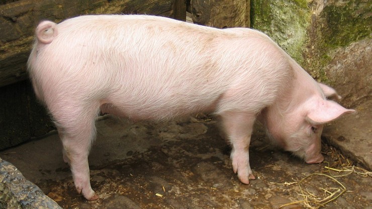 Wykryto 12. w kraju ognisko ASF u świń