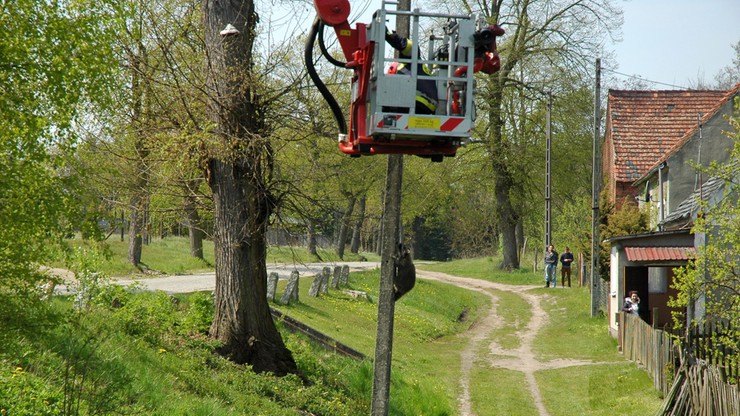 Szop na słupie, strażacy w pracy