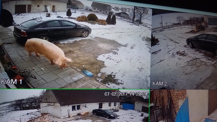 Staruszka ofiarą 300-kilogramowej świni