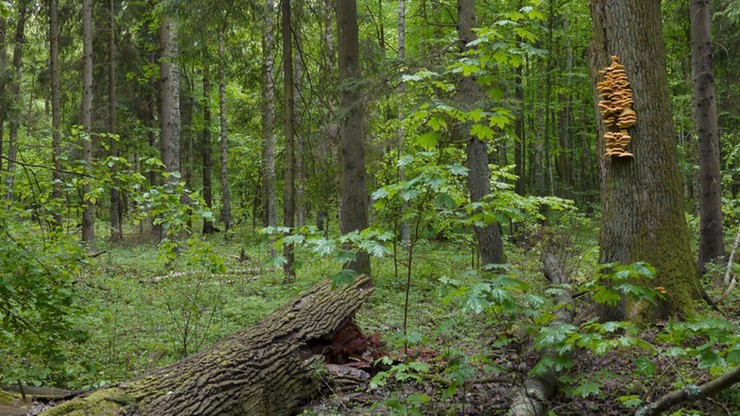 "Chronione tylko na papierze". WWF o większości obszarów przyrodniczych w UE