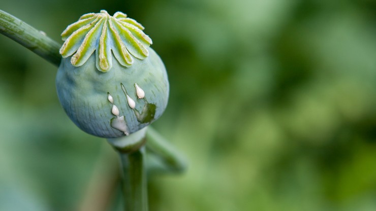 Rosyjska agencja: afgańskie opium jest przerabiane w Turcji na heroinę. Zarabia Państwo Islamskie