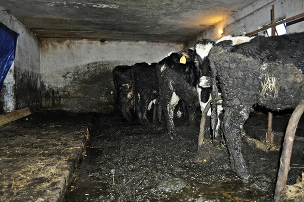 Krowy tonęły we własnych odchodach. Interweniowało Towarzystwo Ochrony Zwierząt