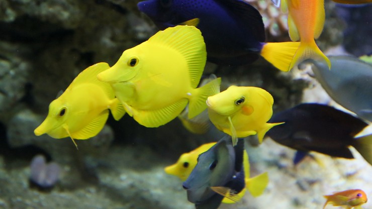 Akwarium w warszawskim zoo już po remoncie. Otwarcie 6 grudnia