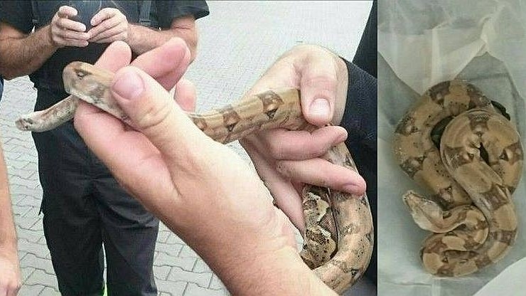 Wąż uciekł mu w autobusie, a on milczał. Zdemaskowali go policjanci z Małopolski