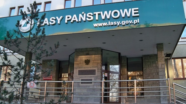 Rośnie nieufność Polaków wobec Lasów Państwowych. Sondaż CBOS