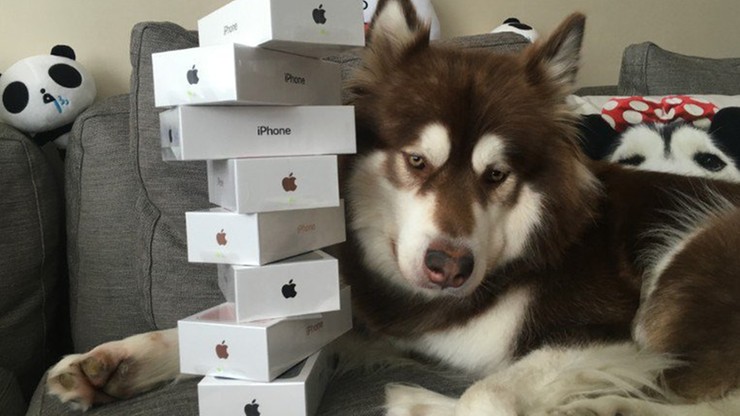 Najbardziej rozpieszczony pies na świecie. Dostał 8 iPhone'ów w dniu ich premiery