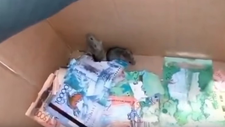 Tęgi mróz zmusił myszy do schronienia się w bankomacie. Zjadły pieniądze