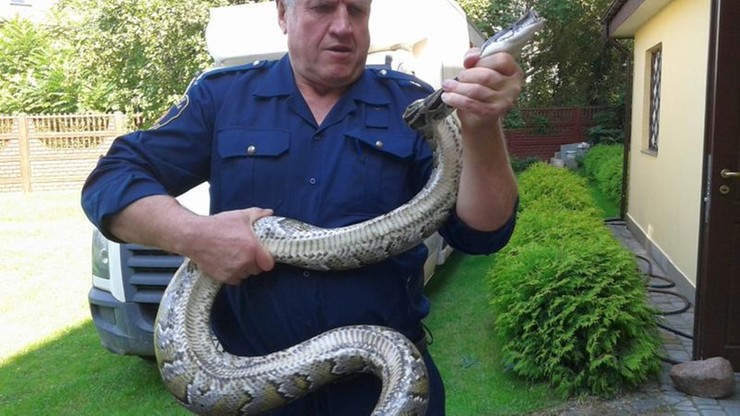 Chciał skosić trawę, znalazł 2,5-metrowego pytona