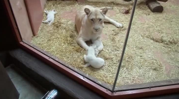 Debiut trzech małych lwów w podkijowskim zoo