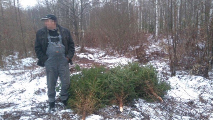 Wpadł na wyrębie świerków. Trwa akcja "Choinka"