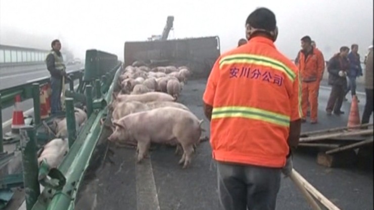 Nietypowy wypadek w Chinach. Blisko sto świń na drodze