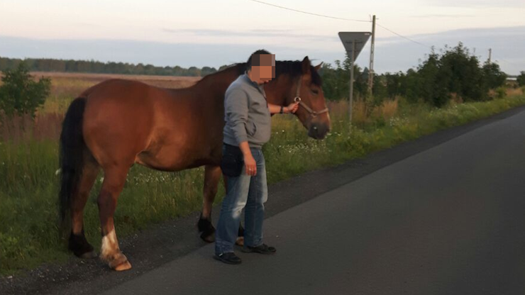 Koń galopował po trasie S7. Policjanci ruszyli za nim w pościg