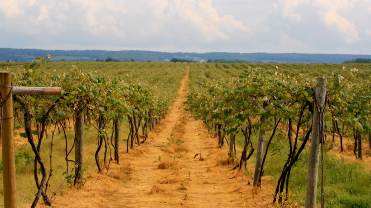 "Zakon Kawalerów Maltańskich produkuje wyśmienite wino"
