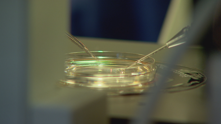 Błąd przy in vitro w Policach: wyznaczono trzeci sąd lekarski, bo poprzednie odmówiły
