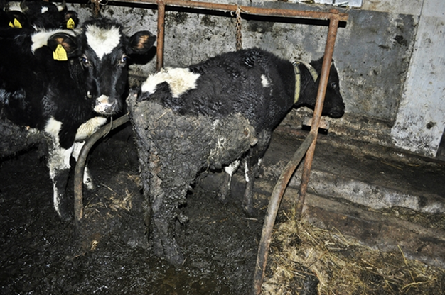 Krowy tonęły we własnych odchodach. Interweniowało Towarzystwo Ochrony Zwierząt