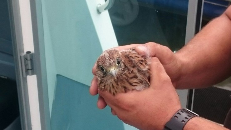 Uratowali pisklę myszołowa. Akcja toruńskiej policji wodnej