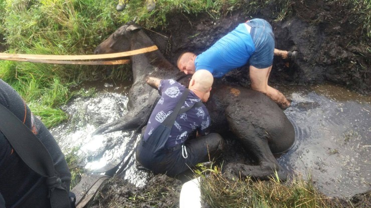 10 strażaków ratowało konia. Ugrzązł w błocie