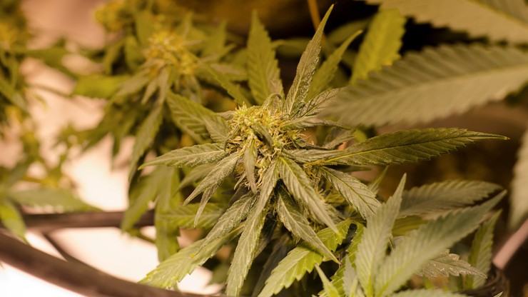 Marihuana może osłabiać pamięć werbalną - problemy z zapamiętywaniem słów