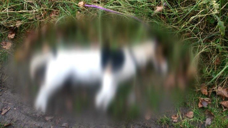 Jelenia Góra: ktoś powiesił suczkę na smyczy. Skonała