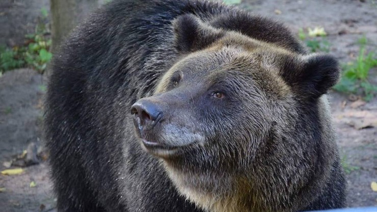 Niedźwiedzica wykopała pocisk moździerzowy. Akcja saperów w zoo w Poznaniu