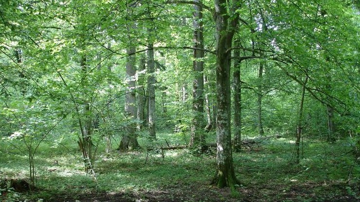 Gliński: Puszcza Białowieska powinna być sanktuarium przyrodniczym